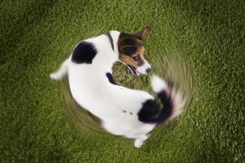 Reduce Potential Liability with Dog Control