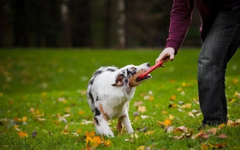 Should Dog Owners Be Required to Obtain Third Party Insurance?